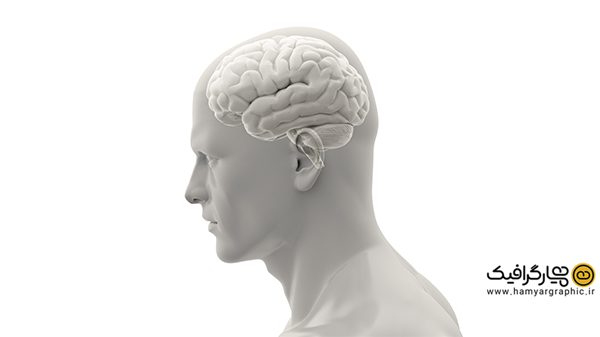 عکس مغز انسان
