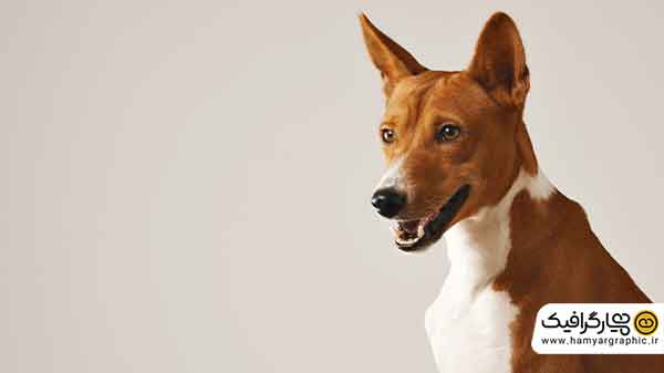 عکس باکیفیت سگ