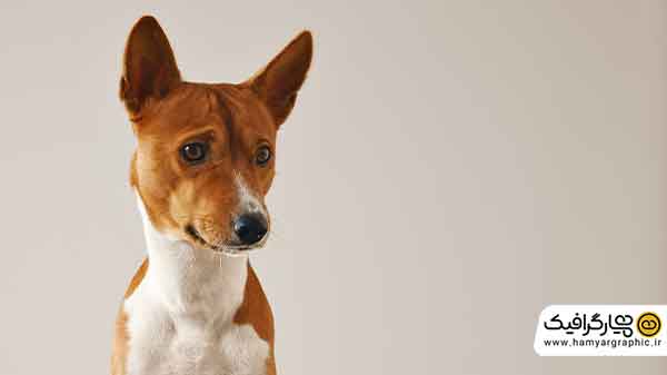 عکس رایگان و باکیفیت سگ