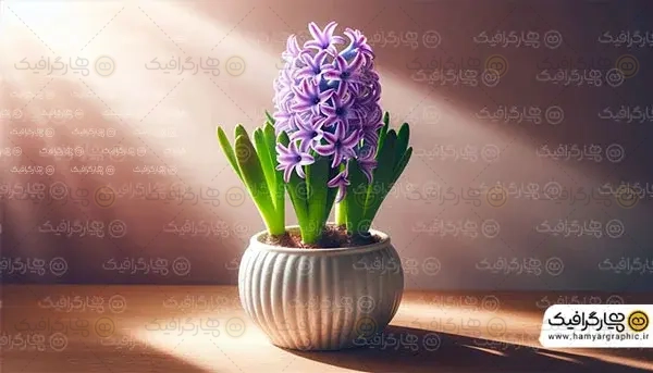 دانلود عکس گل سنبل