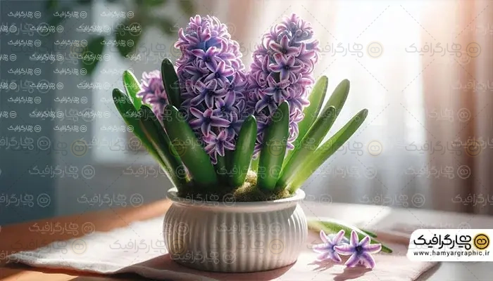 عکس با کیفیت گل سنبل