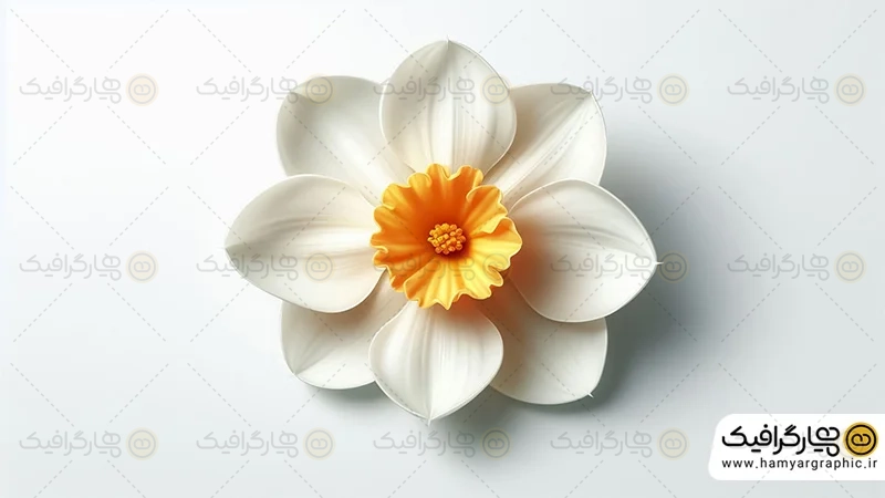 تصویر با کیفیت گل نرگس