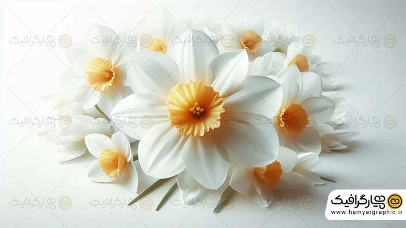 تصویر گل نرگس