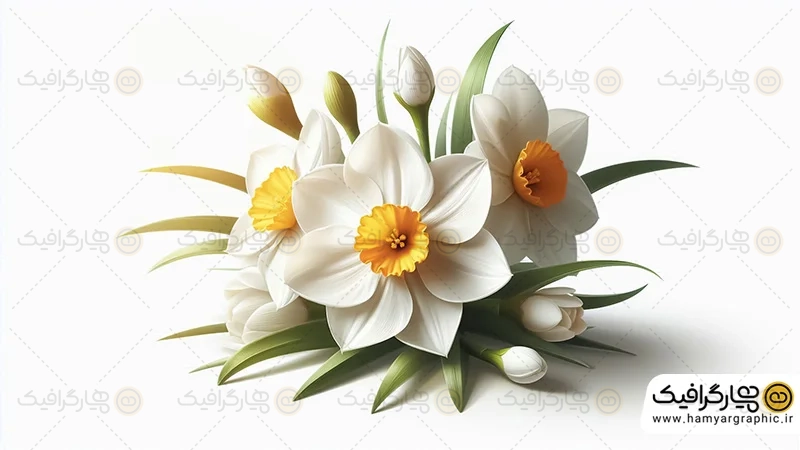 عکس گل نرگس برای طراحی