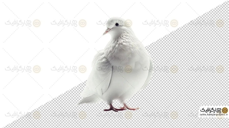 عکس کبوتر png