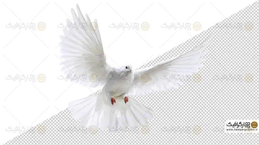 دانلود کبوتر PNG