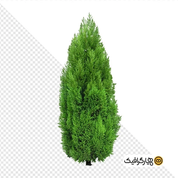 تصویر با کیفیت درخت سرو