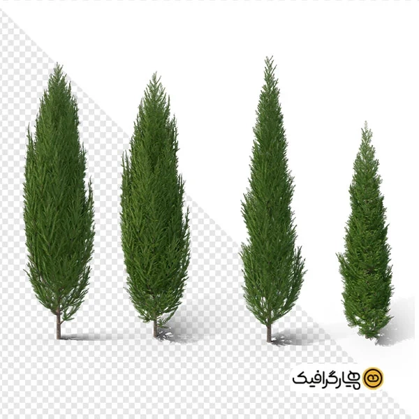 تصویر با کیفیت 4تایی درخت سرو