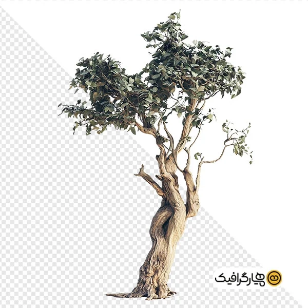 دانلود تصویر درخت با کیفیت بنسای