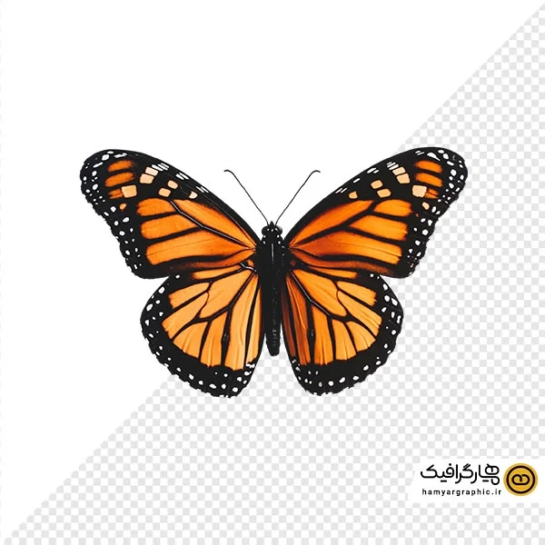 دانلود عکس باکیفیت پروانه نارنجی