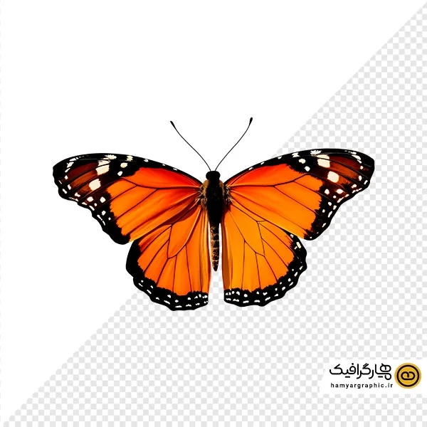 دانلود عکس با کیفیت از پروانه نارنجی