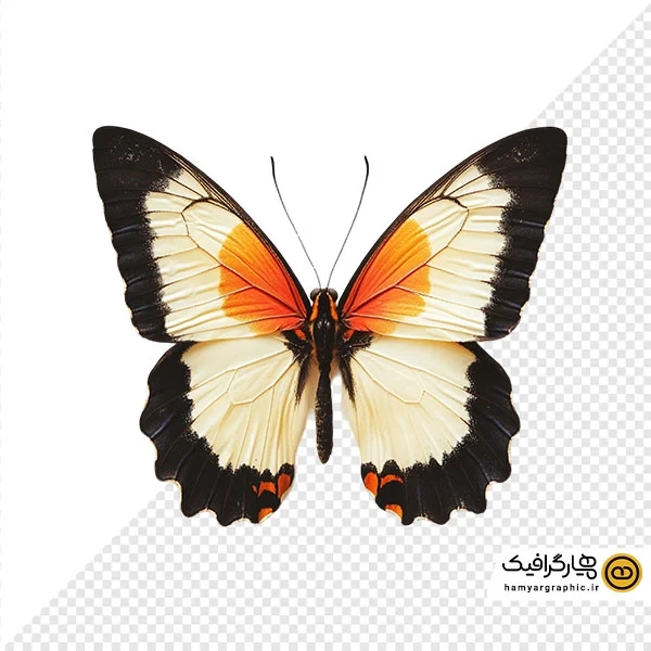 دانلود عکس با کیفیت از پروانه زیبا