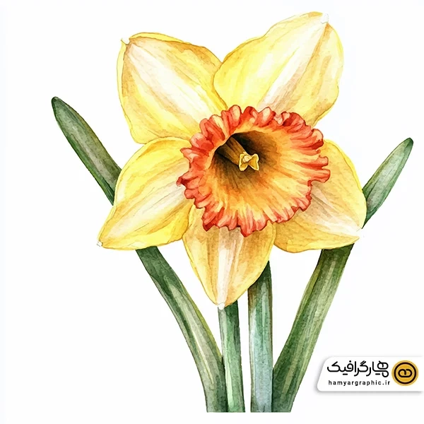 دانلود عکس نقاشی گل نرگس