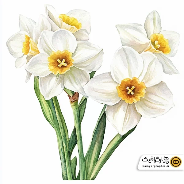 دانلود عکس دسته گل نرگس برای طراحی حرفه‌ای
