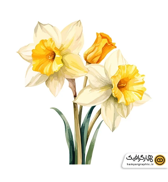 دانلود عکس دسته گل نرگس برای طراحی زیبا