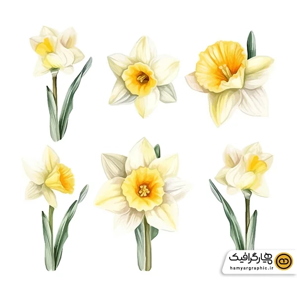 دانلود عکس گل نرگس برای طراحی زیبا
