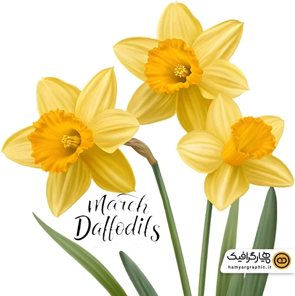 دانلود عکس گل نرگس با ویرایش