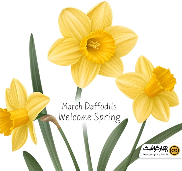 دانلود عکس گل نرگس با متن