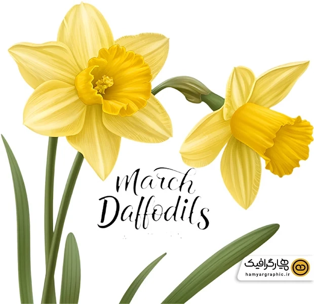 دانلود عکس با کیفیت گل نرگس