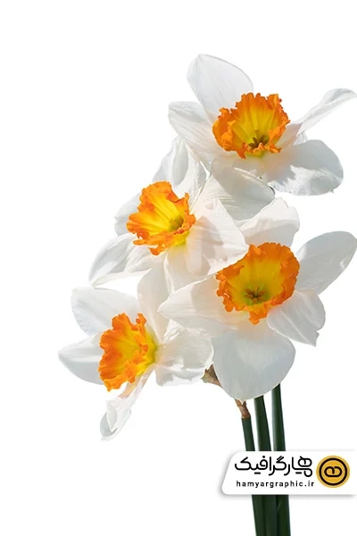 دانلود عکس با کیفیت دسته گل نرگس