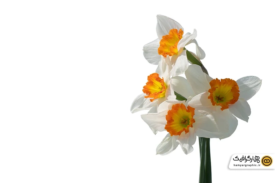دانلود عکس با کیفیت دسته گل نرگس لایه باز