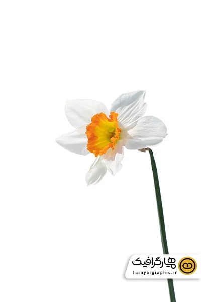 دانلود عکس با کیفیت گل نرگس لایه باز psd