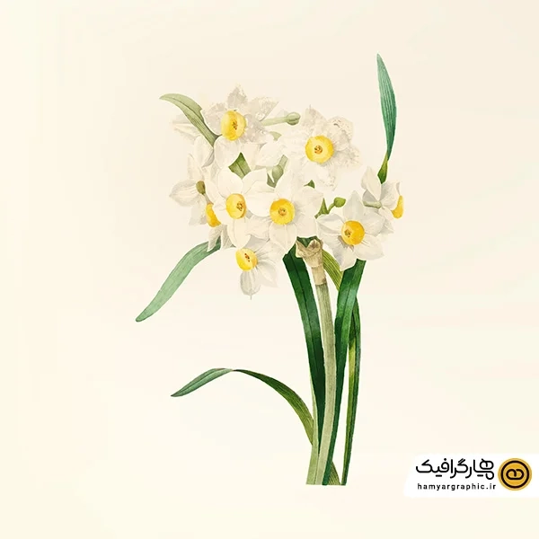 دانلود عکس با کیفیت گل نرگس زیبا