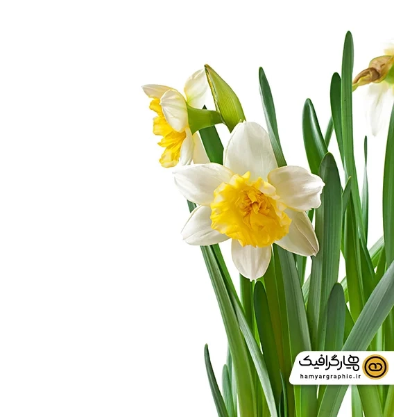 دانلود عکس طبیعی گل نرگس