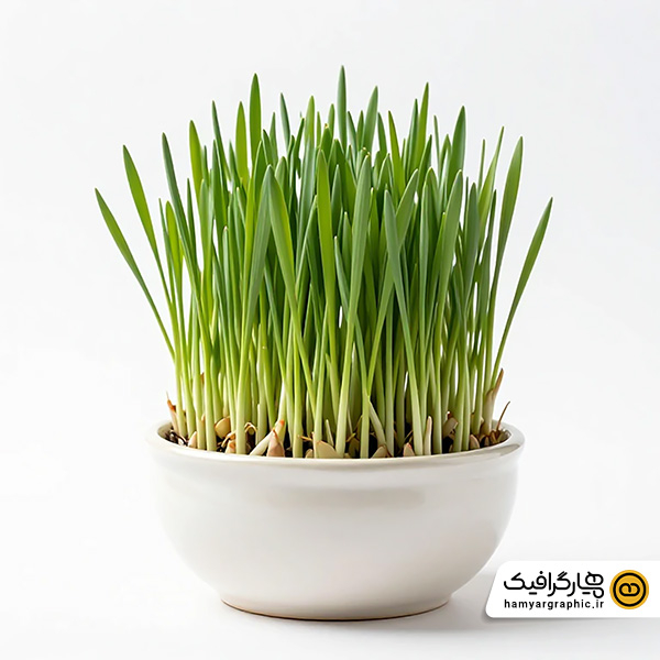 عکس استوک سبزه عید در کاسه سفالی سفید – تصویر استوک حرفه‌ای سفره هفت سین نوروزی